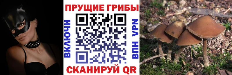 дарнет шоп  Красный Холм  Псилоцибиновые грибы мухоморы 